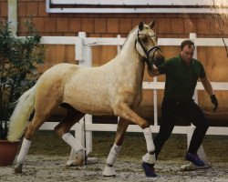 Dressurpferd Don Vino 8 (Deutsches Reitpony, 2015, von FS Don't Worry)