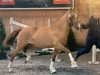 stallion FS Day By Day (German Riding Pony, 2017, from FS Don't Worry)