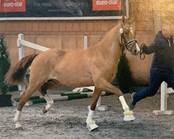 stallion FS Day By Day (German Riding Pony, 2017, from FS Don't Worry)