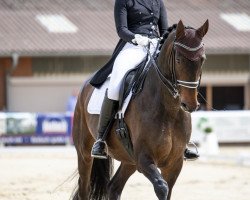 dressage horse Zachero (Rhinelander, 2010, from Zack)