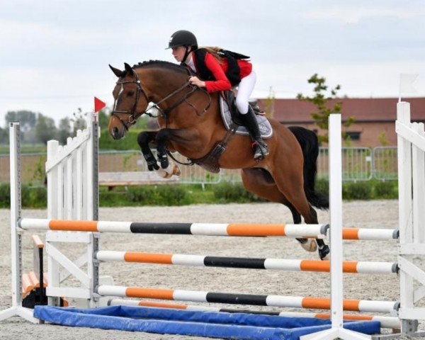 stallion Daho du Paradis (Selle Français, 2013, from Ulk d'Ete)