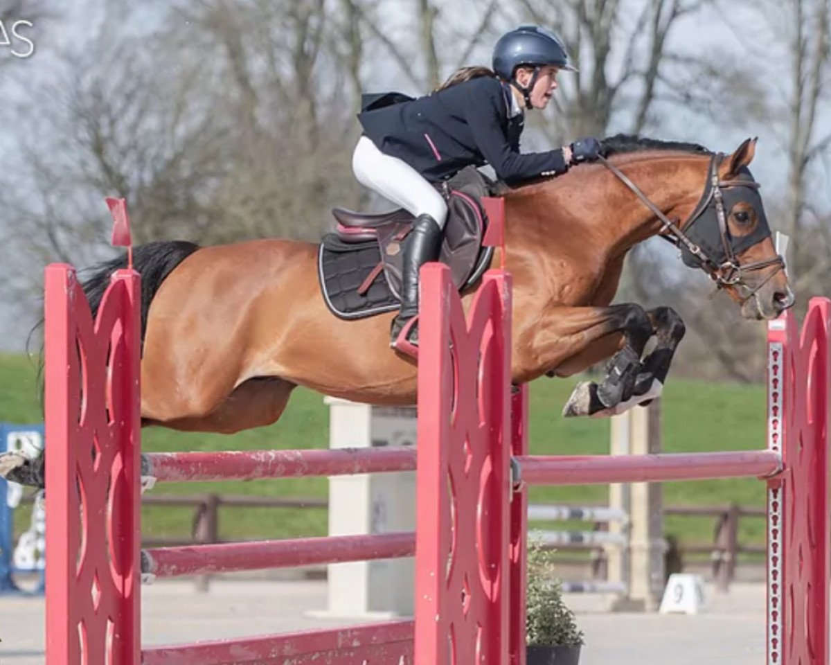 Springpferd Fan D'Olly Aubepines (Selle Français, 2015, von Ulk d'Ete)