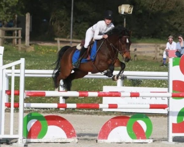 Springpferd Corso de Beaulieu (Französisches Pony, 2012, von Ulk d'Ete)