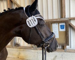 dressage horse Lazarius (Oldenburg, 2016, from Licotus)