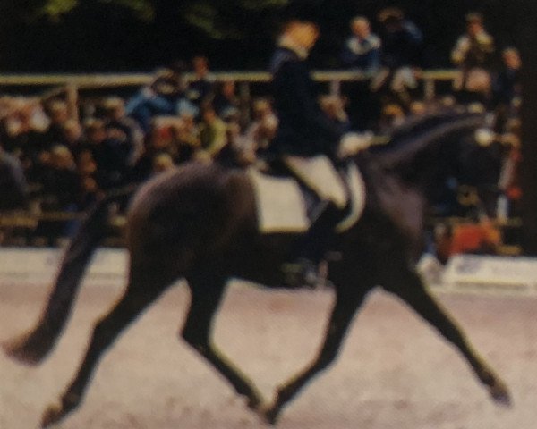stallion Brantops Validos Touch (German Riding Pony, 1996, from Valido)