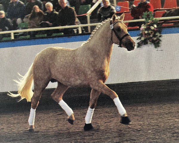 stallion Brantops Go for Gold (German Riding Pony, 2001, from FS Golden Highlight)