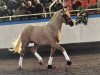 Deckhengst Brantops Go for Gold (Deutsches Reitpony, 2001, von FS Golden Highlight)