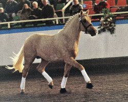 Pferd Brantops Go for Gold (Deutsches Reitpony, 2001, von FS Golden Highlight)