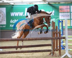 horse Skybreaker Van Den Kievit (Belgian Warmblood, 2014, from Ulk d'Ete)