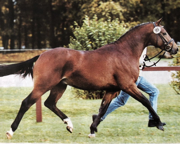 stallion Brinkum's Helmut (German Riding Pony, 2000, from Brillant)