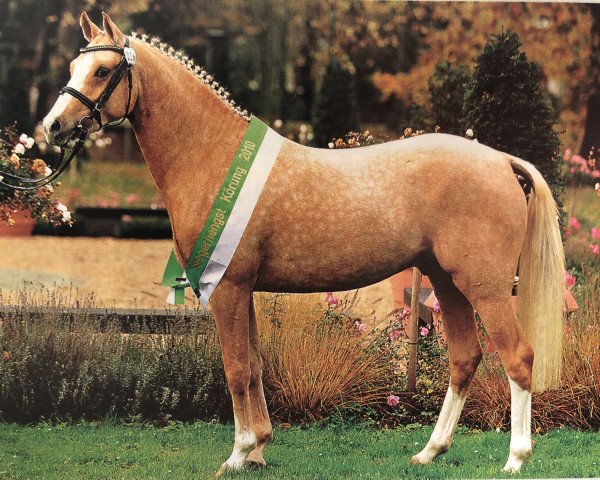 stallion Fs Calimero (Rhinelander, 2008, from Dior)