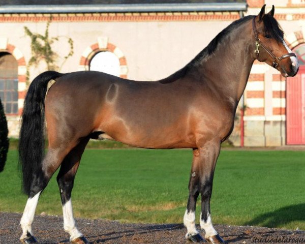 Deckhengst Blaengwen Kato Star (Welsh-Cob (Sek. C), 2007, von Synod Master Man)