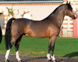 stallion Blaengwen Kato Star (Welsh-Cob (Sek. C), 2007, from Synod Master Man)