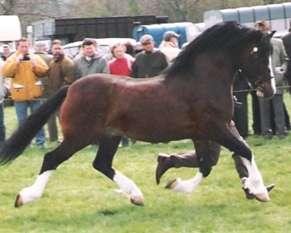 Deckhengst Synod Master Man (Welsh-Cob (Sek. C), 1994, von Synod Roy Rogers)