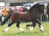 Deckhengst Synod Master Man (Welsh-Cob (Sek. C), 1994, von Synod Roy Rogers)