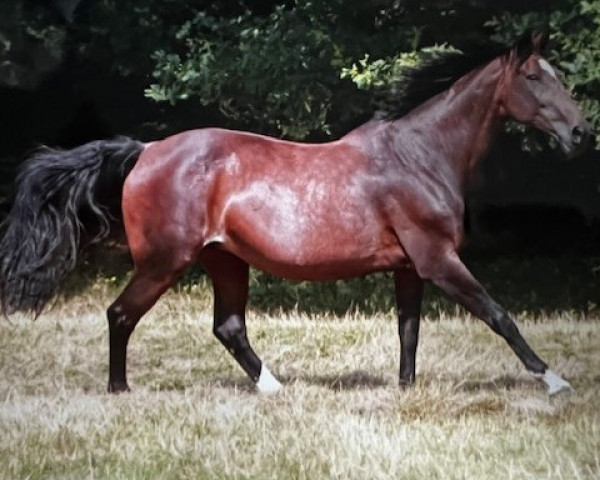 broodmare Louisiana (Westphalian, 1995, from Lapaz L)