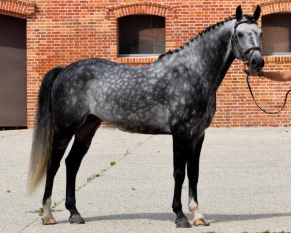 stallion Carlisto d'été (French Pony, 2012, from Levisto Z)
