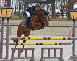 stallion Douanier du Buhot (French Pony, 2013, from Quest du Buhot)