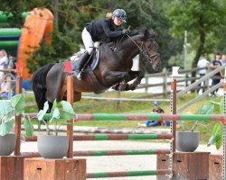 stallion Eurogen Fantomas (French Pony, 2014, from Numero Uno)