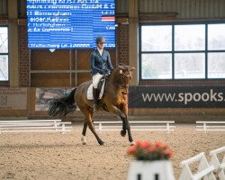 dressage horse Birmingham 7 (Oldenburg, 2016, from Buckingham)