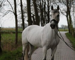 Springpferd Larina 153 (KWPN (Niederländisches Warmblut), 2016, von Homerun)