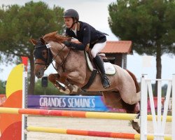 stallion Fenix des Félines (French Pony, 2015, from Old Chap Tame)