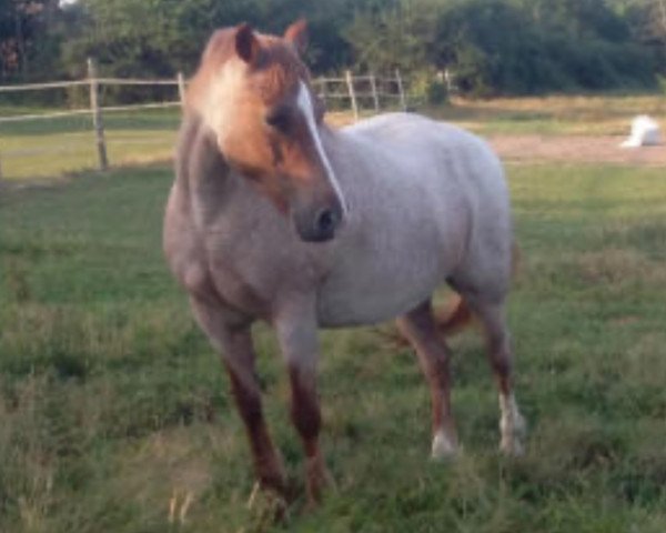 Zuchtstute Quick Love d'Elgi (Französisches Pony,  , von Jerry Lee de Lachem)