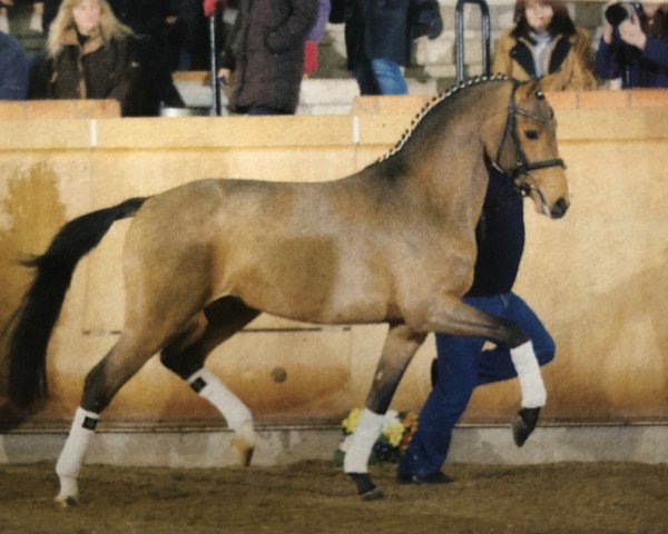 stallion FS Coolio (German Riding Pony, 2007, from Coronados-Boy)
