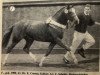 stallion Confetti (German Riding Pony, 1989, from Colorado)