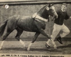 stallion Confetti (German Riding Pony, 1989, from Colorado)