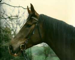 broodmare Genua (Zweibrücken, 1985, from Genius)