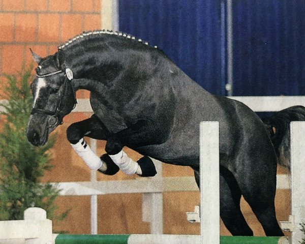 stallion Cornetto (German Riding Pony, 2006, from FS Champion de Luxe)