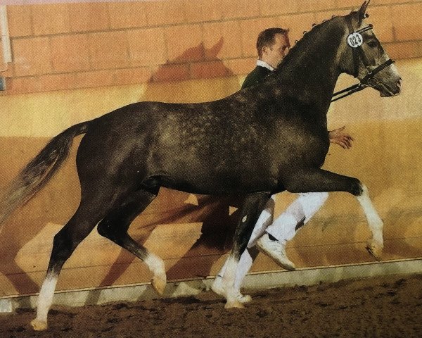 stallion Couscous (German Riding Pony, 2010, from FS Champion de Luxe)