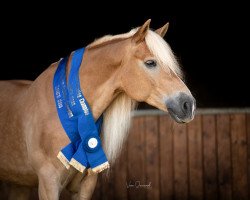 dressage horse Starello 2 (Haflinger, 2009, from Standing Ovation)