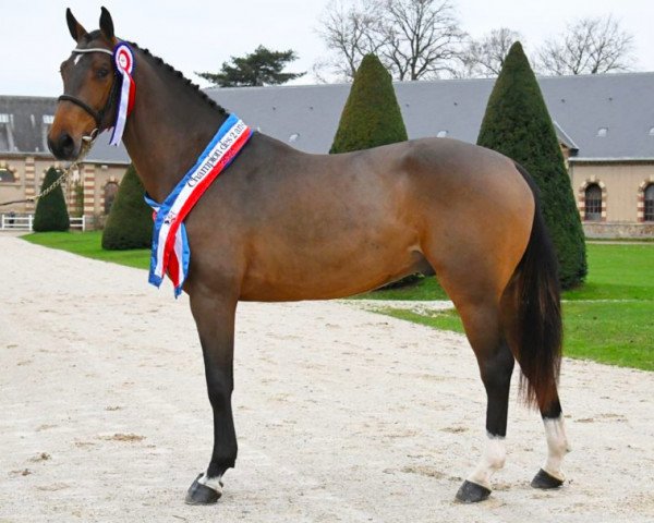 stallion Junesco de Riverland (Selle Français, 2019, from Dollar du Rouet)