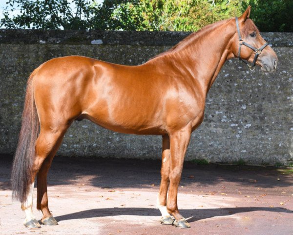 stallion Hitot de Riverland (Selle Français, 2017, from Comme il Faut)