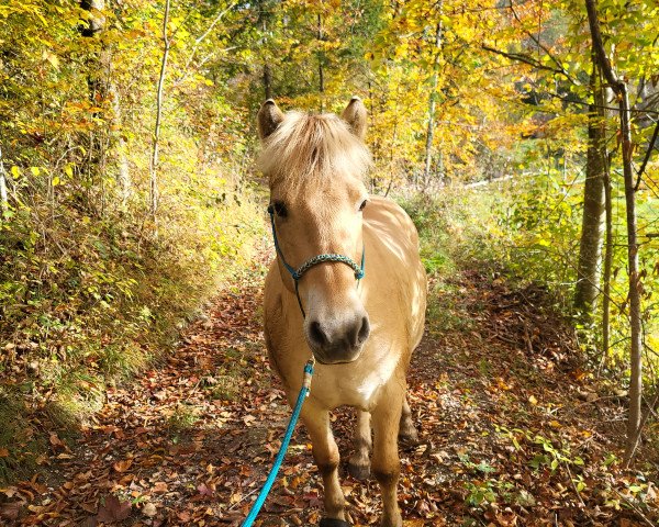 Pferd Honey II (Fjordpferd, 2017, von Melomane d'Ober)