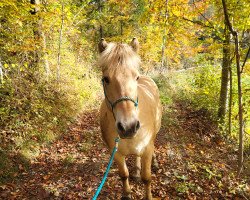 horse Honey II (Fjord Horse, 2017, from Melomane d'Ober)