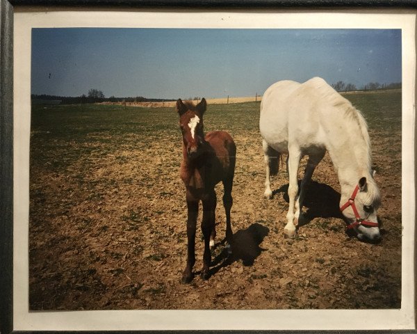 broodmare Schönweil's Juvena (German Riding Pony, 1996, from Dempsy Denny S)