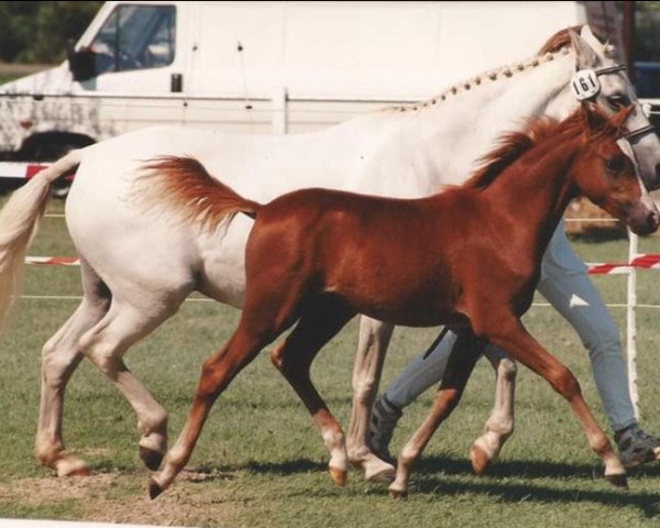 horse Birkenlunds Josie (German Riding Pony, 1997, from Dempsy Denny S)