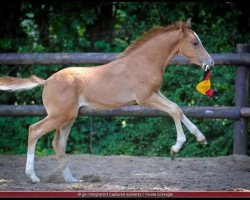 dressage horse Kelts Perlprinz (German Riding Pony,  , from FL Perlkönig)