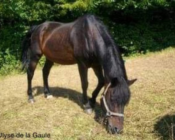 stallion Ulyse de la Gaule (New Forest Pony, 1986, from Lord de Tyv)