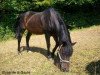 stallion Ulyse de la Gaule (New Forest Pony, 1986, from Lord de Tyv)