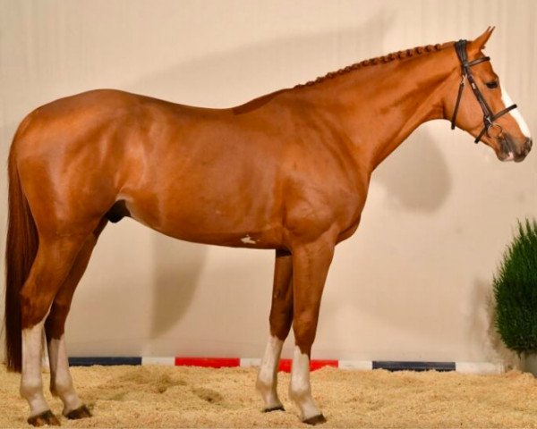 stallion Itoki de Riverland (Selle Français, 2018, from Candy de Nantuel)