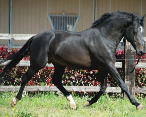 stallion Quatro de Riverland (Selle Français, 2004, from Diamant de Semilly)