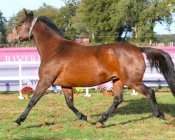 broodmare Gentiane de Riverland (Selle Français, 2016, from HH Bresil de Riverland)