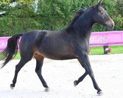 broodmare Abeille de Riverland (Selle Français, 2010, from Quality Bois Margot)