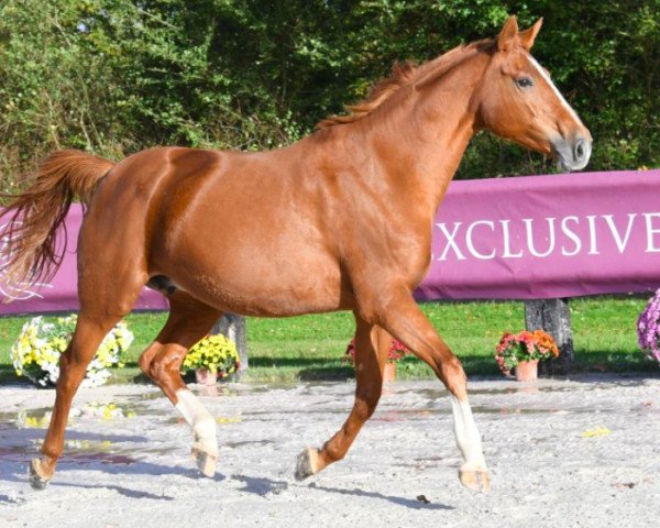 broodmare Quidame de Taloubet Z (Zangersheide riding horse, 2013, from Quidam de Revel)