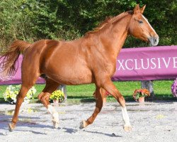 broodmare Quidame de Taloubet Z (Zangersheide riding horse, 2013, from Quidam de Revel)