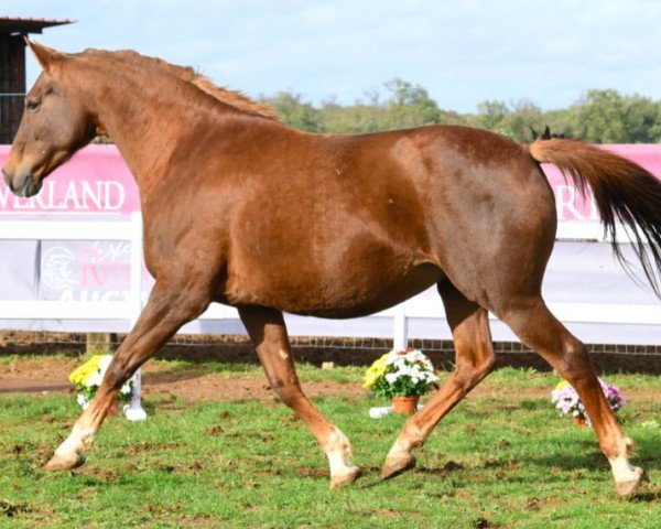 broodmare Chellypso des Horts (Selle Français, 2012, from Huppydam des Horts)